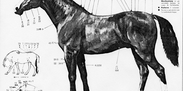 Agopuntura Meridiani Del Cavallo